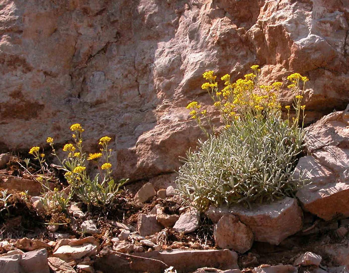 Alyssum, Golden plant